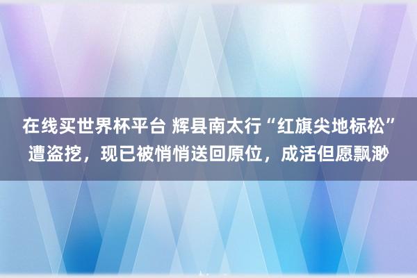 在线买世界杯平台 辉县南太行“红旗尖地标松”遭盗挖，现已被悄悄送回原位，成活但愿飘渺